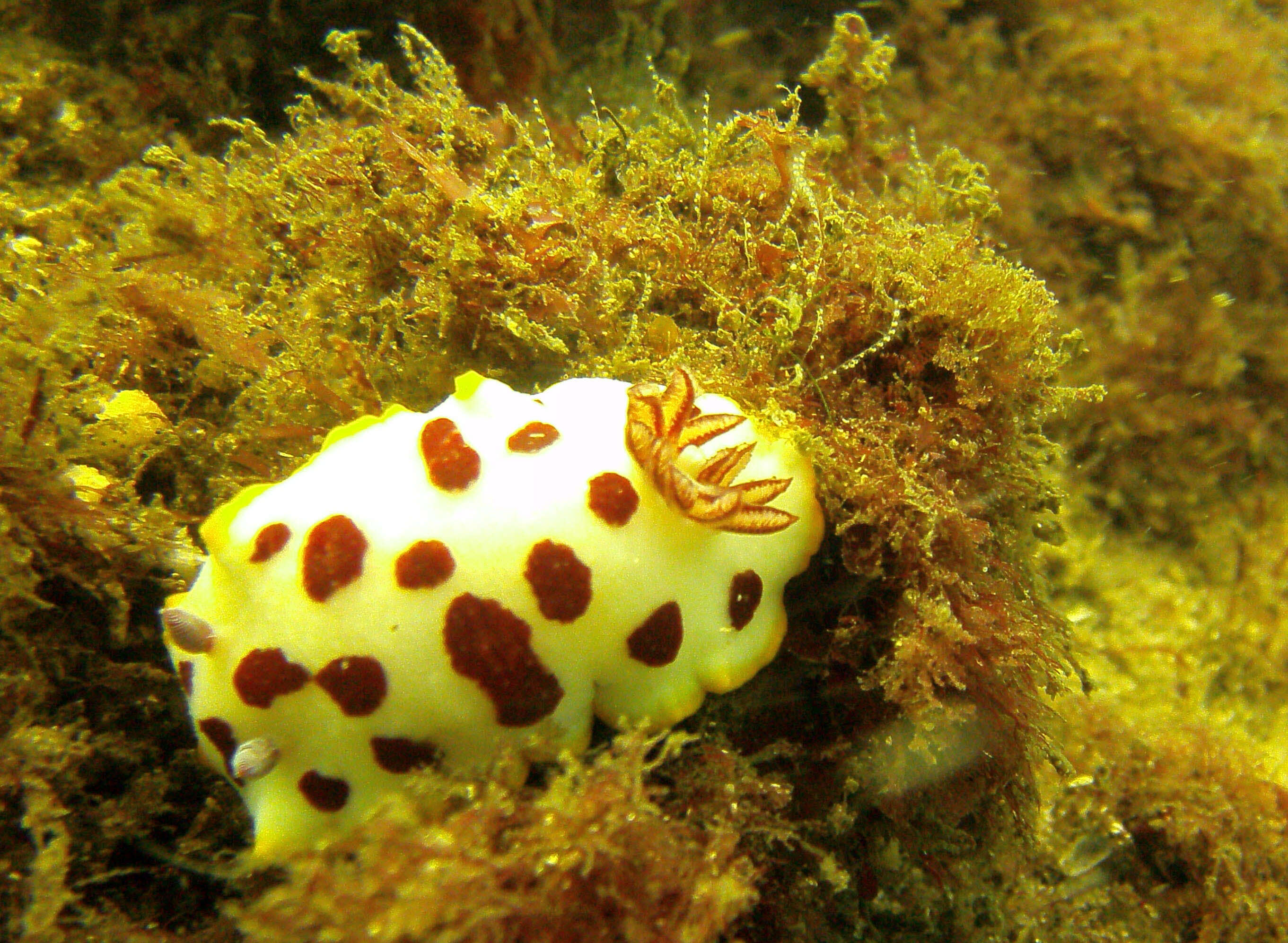 Слика од Goniobranchus splendidus (Angas 1864)