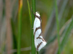 Image of Ocystola paulinella Newman 1855