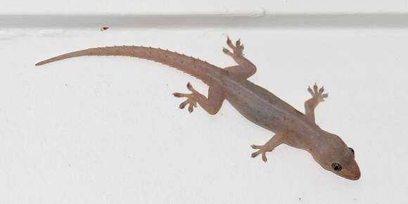 Image of Elba Gecko