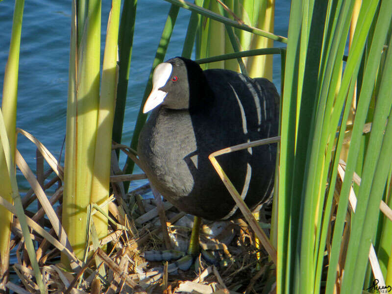 Image of Common Coot