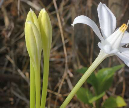 Image of pancratium