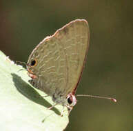 صورة Theclinesthes onycha (Hewitson 1865)