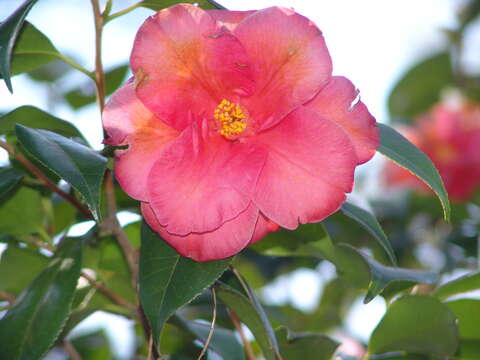 Слика од Camellia japonica L.