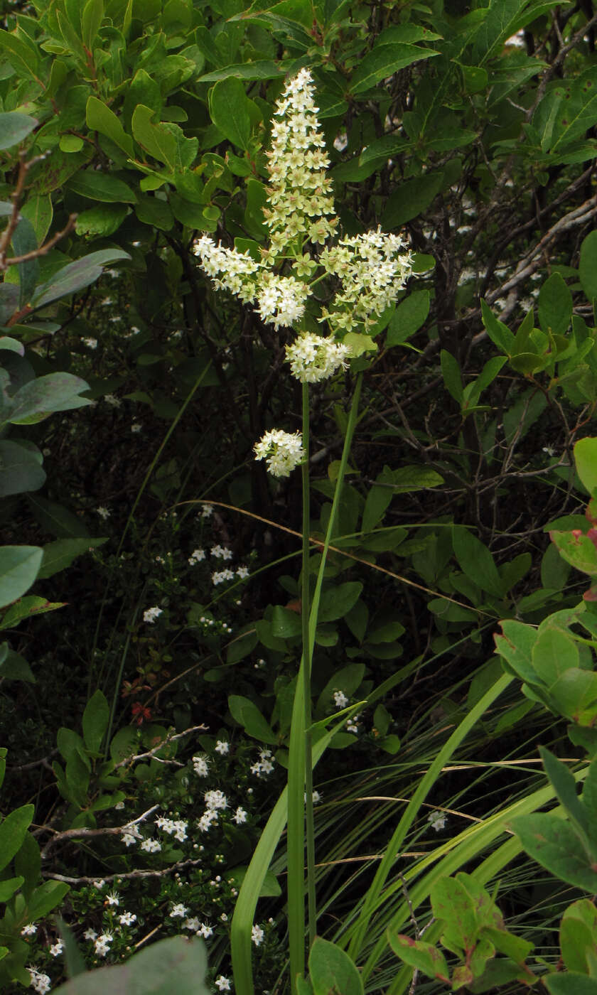 Image de Stenanthium densum (Desr.) Zomlefer & Judd