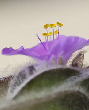 Image of spiderwort