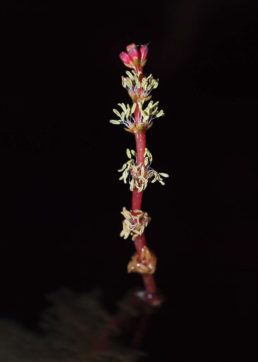 Image of water milfoil family