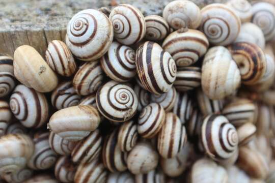 Image of Maritime gardensnail