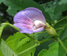 Image of Philippine pigeonwings