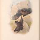 Imagem de Taphozous australis Gould 1854