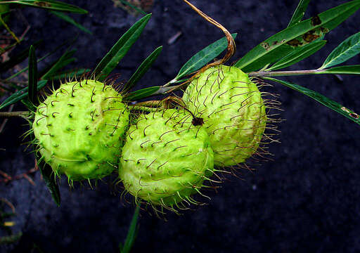 Image of Balloon milkweed