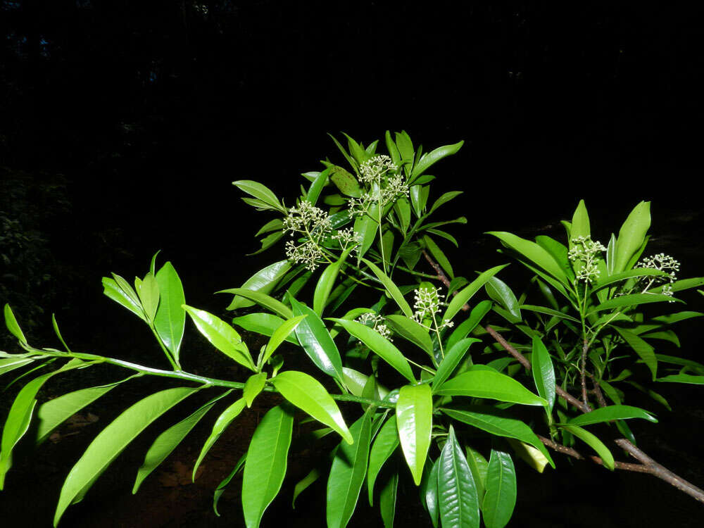 Image of Ocotea multiflora H. van der Werff