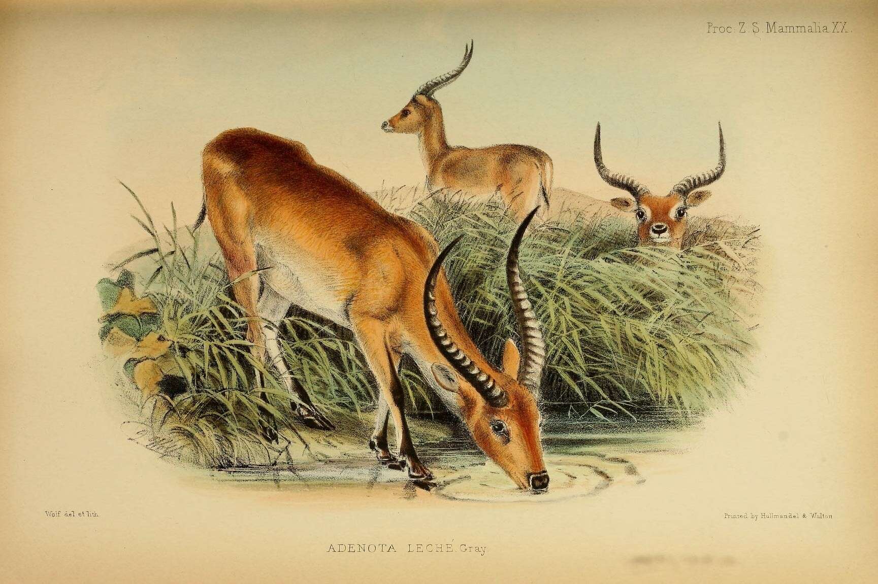 Image of Lechwe -- Southern Lechwe