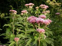 Image of Hemp-agrimony