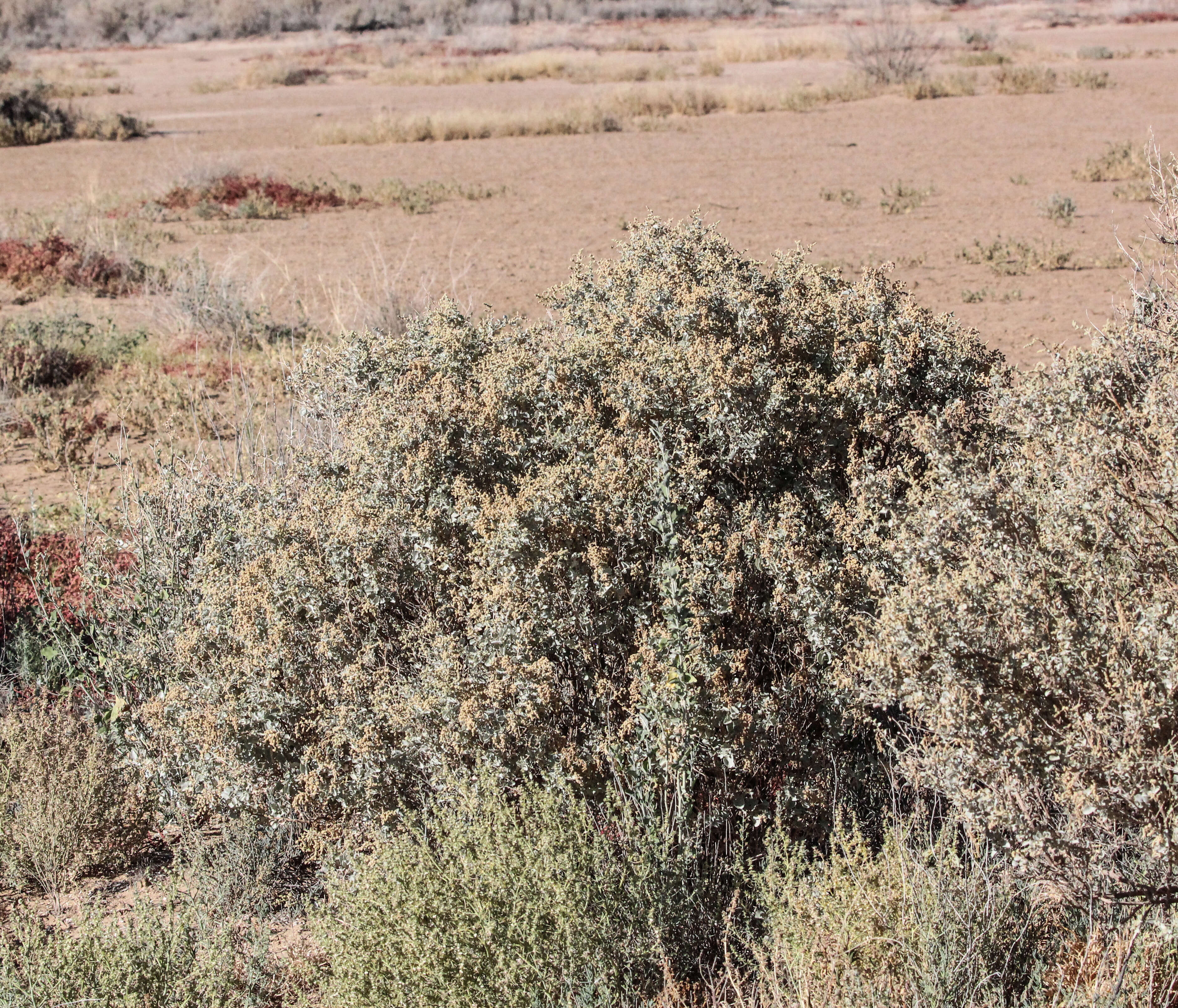 Image of Golden Goosefoot