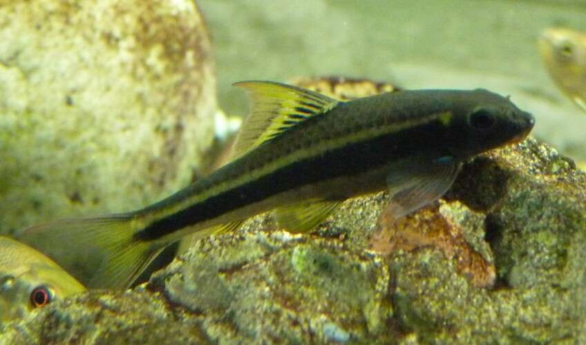 Image of Doctor Fish