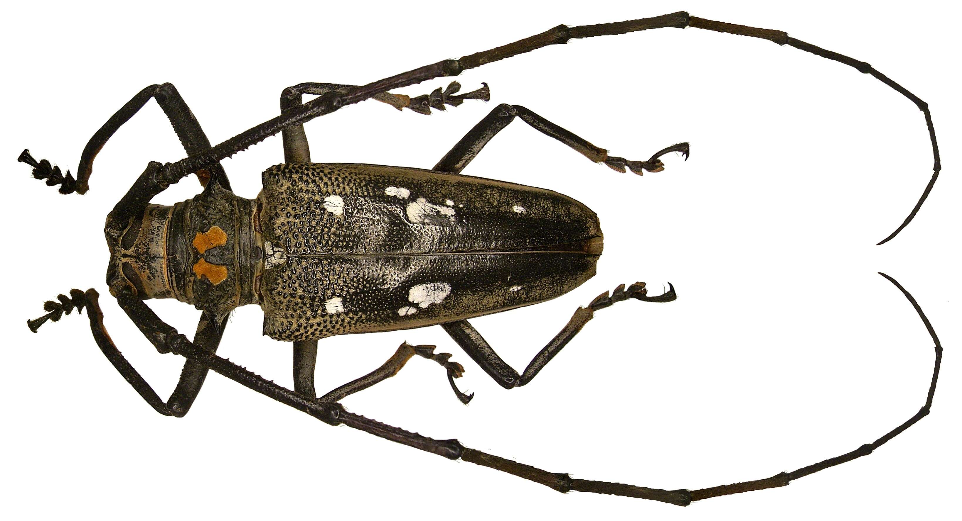 Batocera celebiana Thomson 1858 resmi