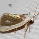 Image of Poetry Moth