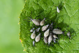 Image of Squash Bugs