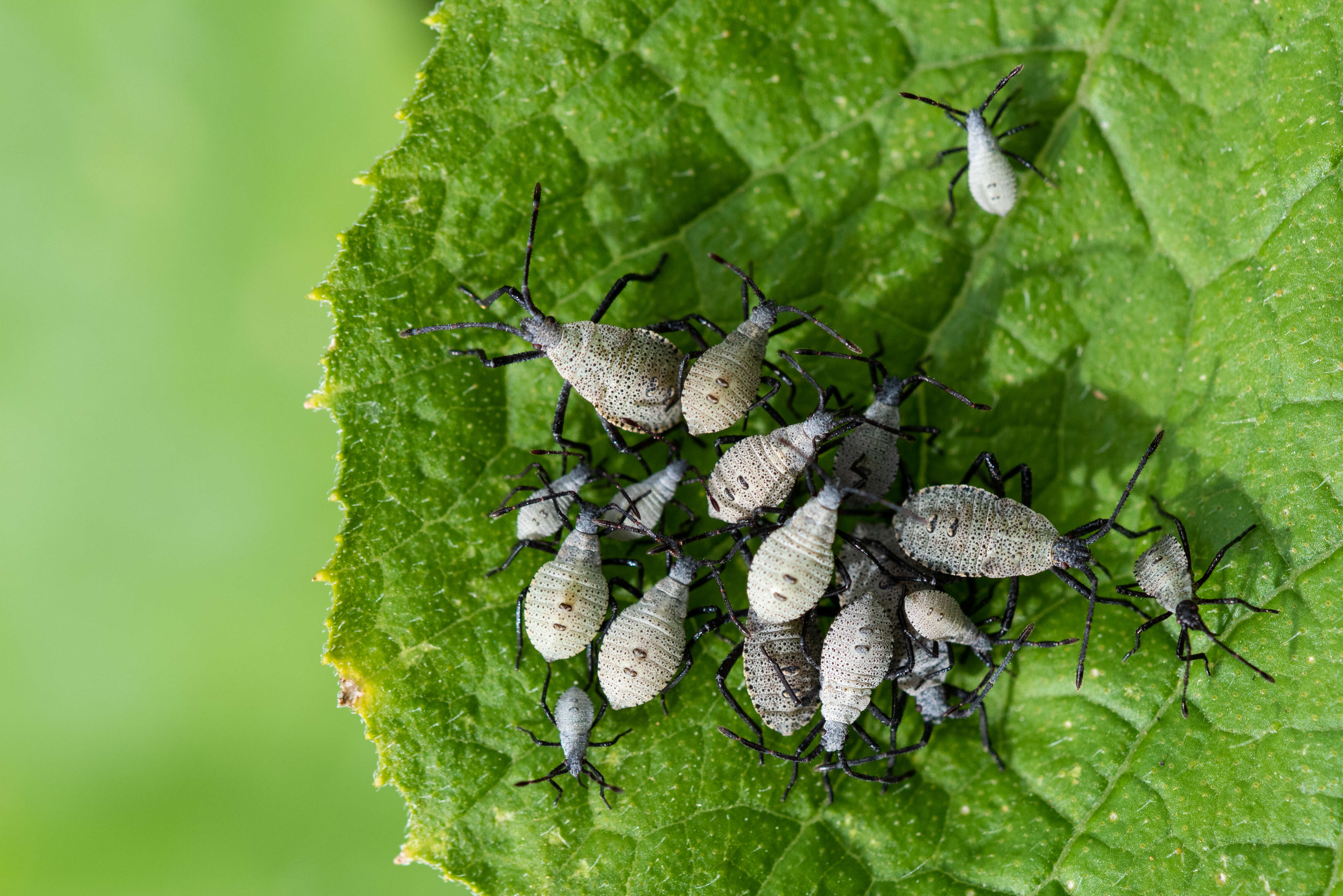 Image of Squash Bug