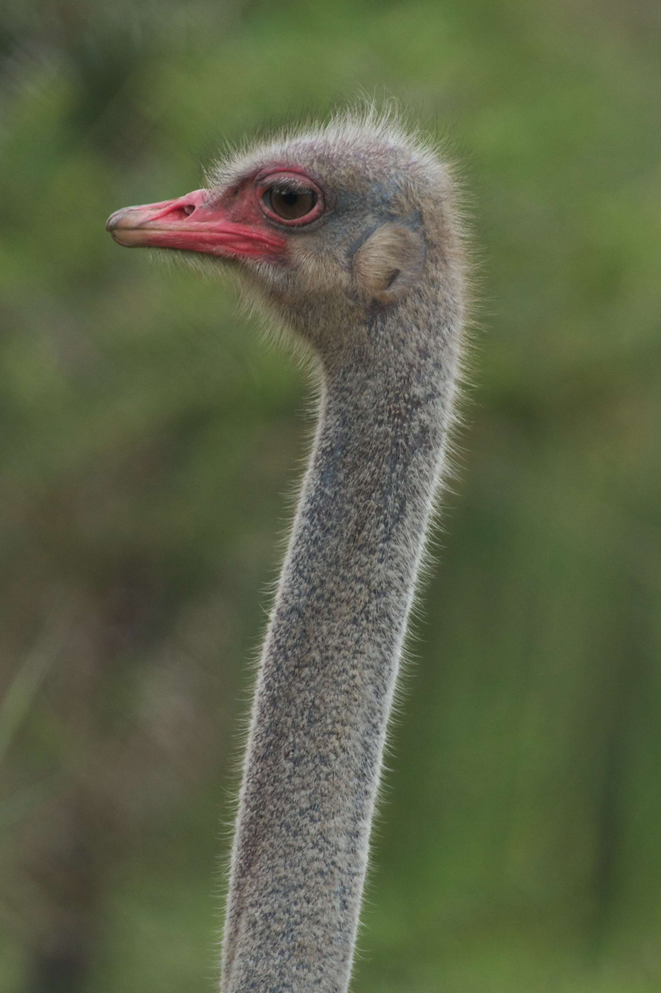 Image of ostriches