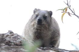 Image of Rock Hyrax