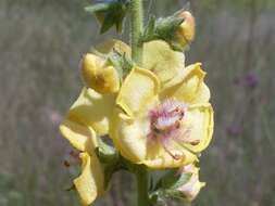 Image of wand mullein