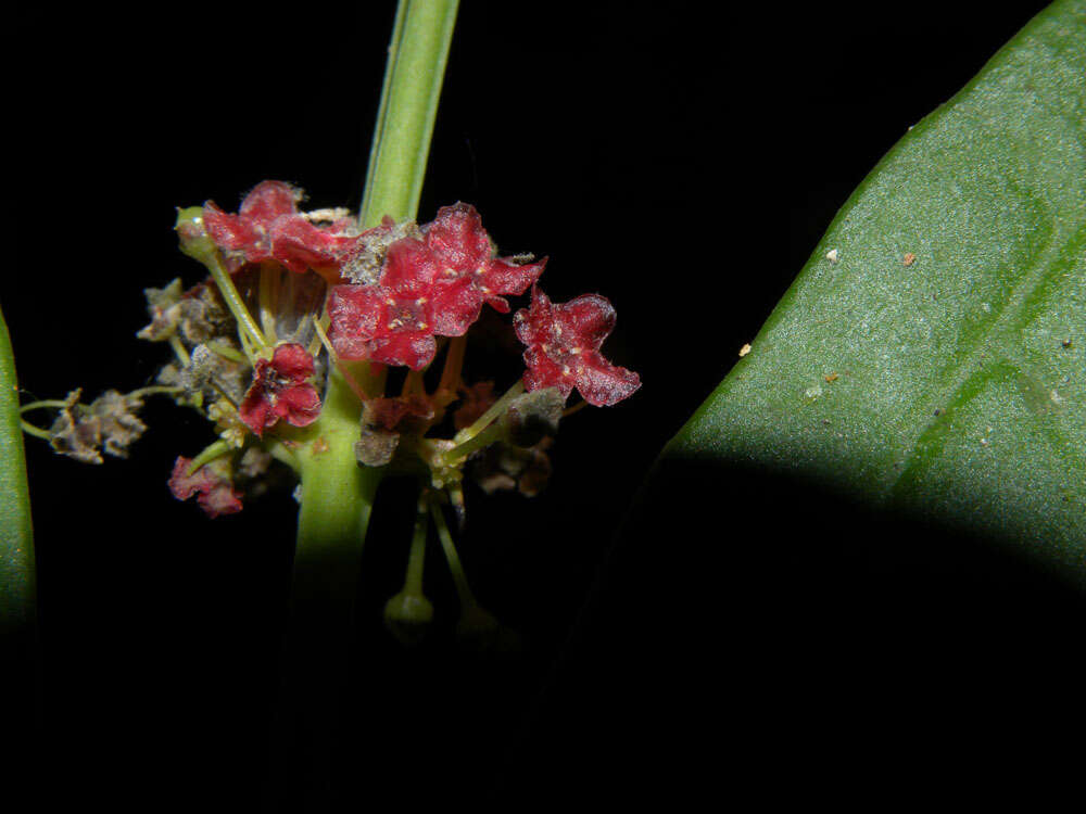 Слика од Crossopetalum gomezii C. L. Lundell