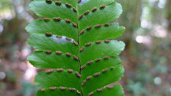 Plancia ëd Adiantum abscissum Schrad.