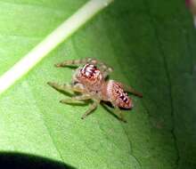 Image of Garden Jumping Spider