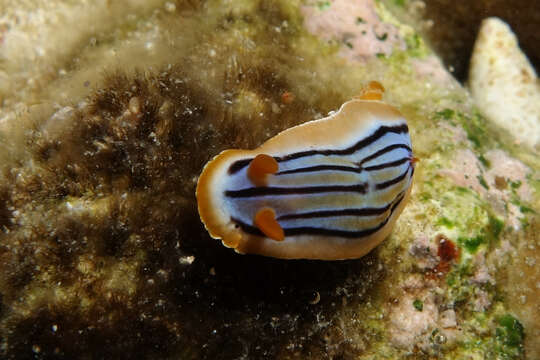 Image of Chromodoris colemani Rudman 1982