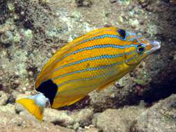 Image of Blue-lined Butterfly