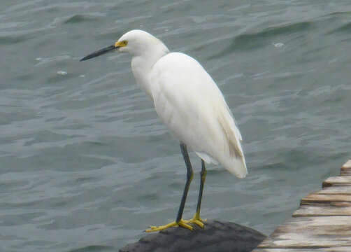 Image of Snowy Egret