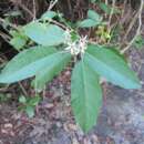 صورة Solanum donianum Walp.