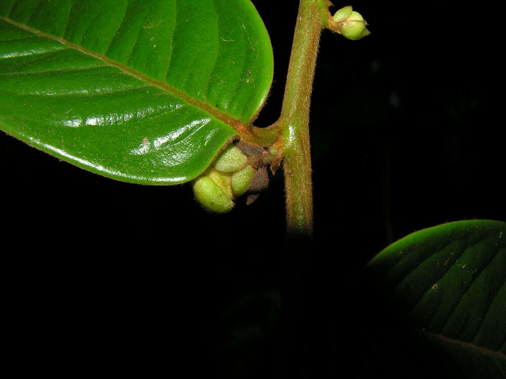 Image of Guatteria pudica N. Zamora & Maas