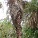 Image of Rock palm