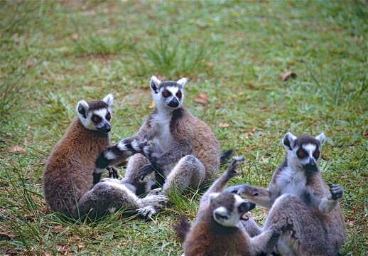 Image de Lemur Linnaeus 1758