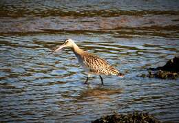 Image of Black-tailed Godwit