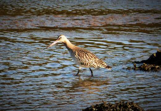 Image of Black-tailed Godwit