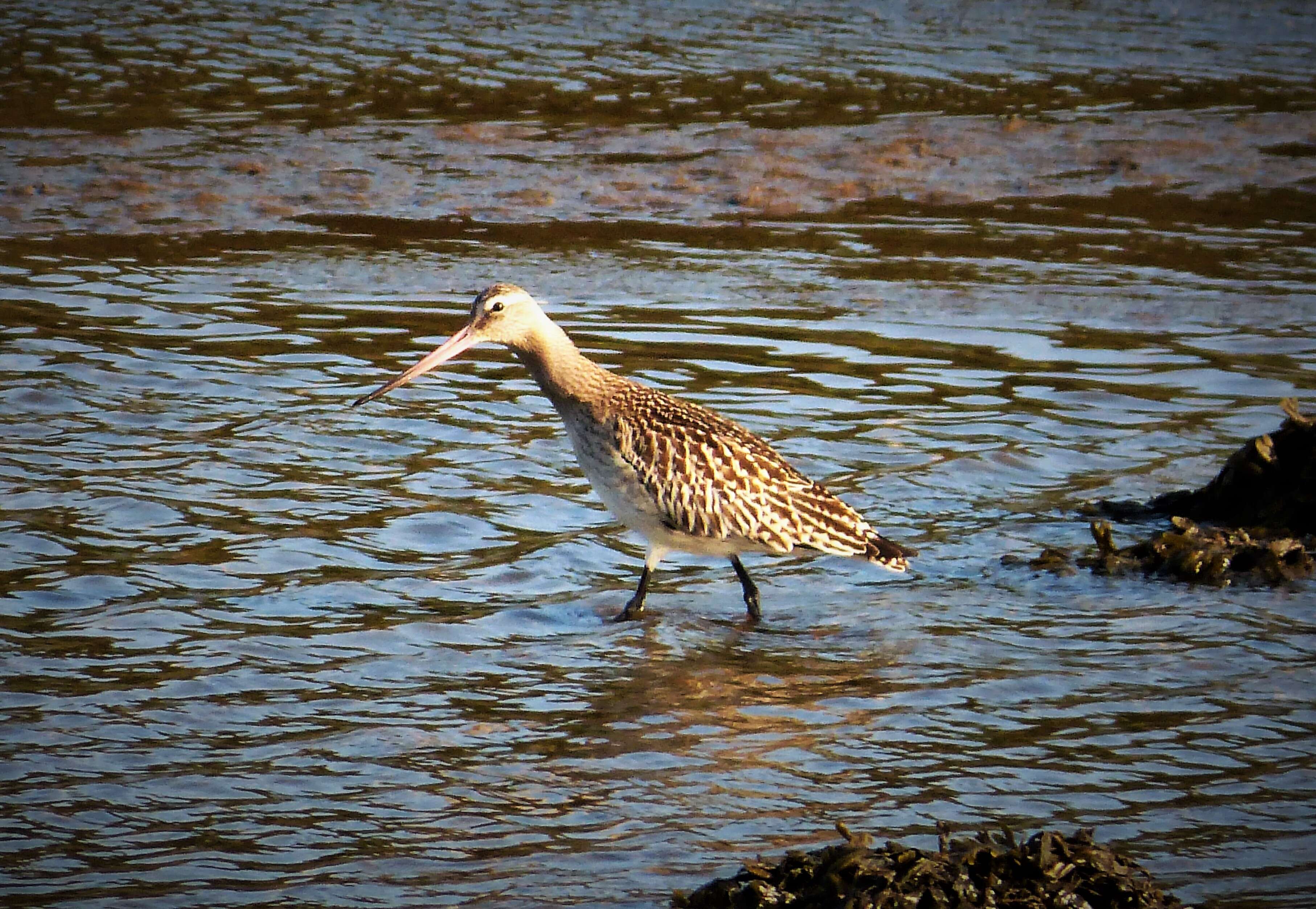 Image of Limosa Brisson 1760