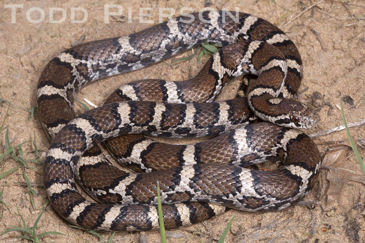 Image of milk snake