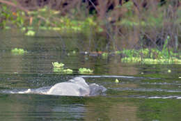 Image of river dolphins