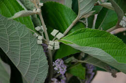 Image of Callicarpa candicans (Burm. fil.) Hochr.