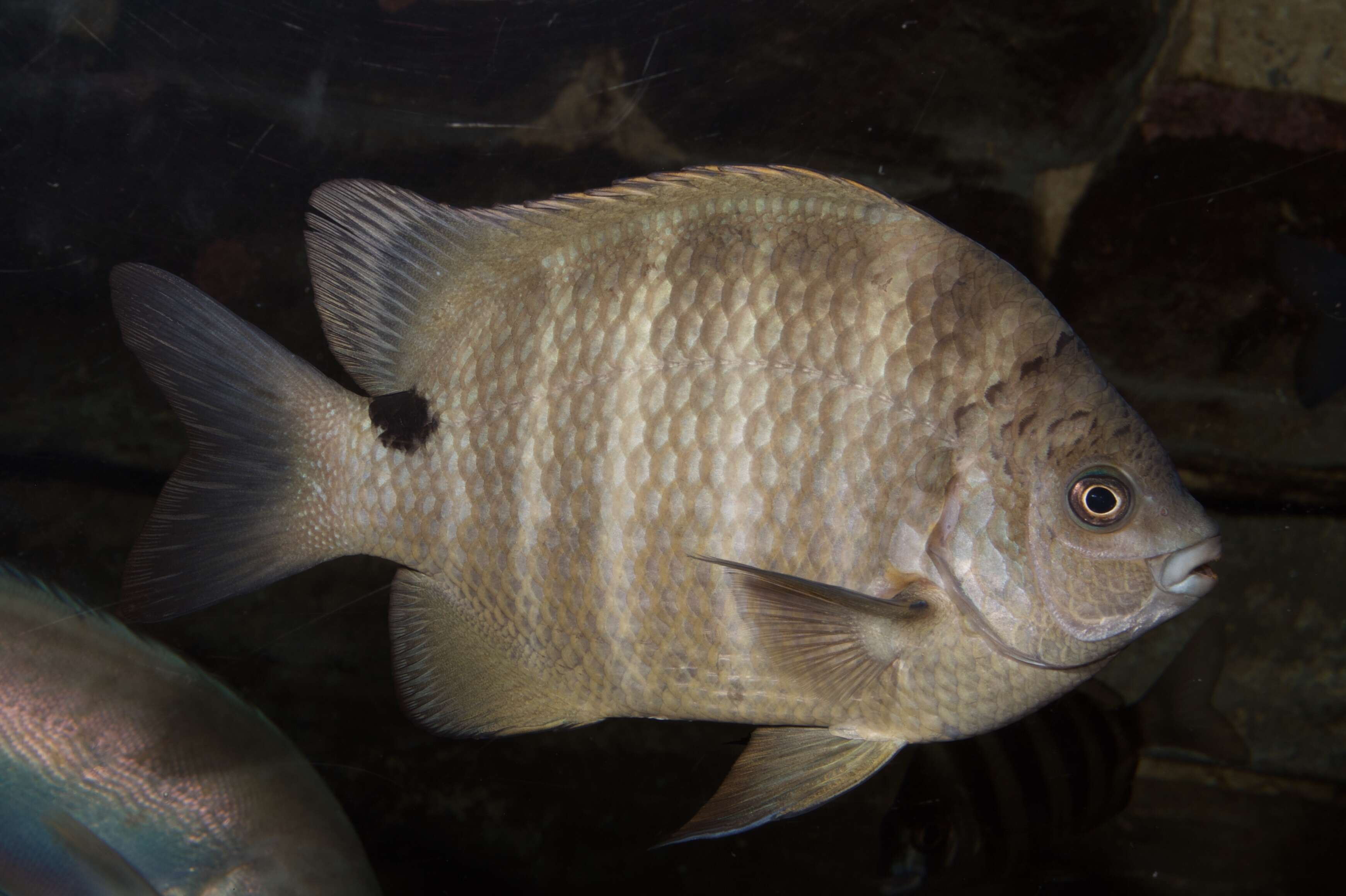 Image of Black-spot sergeant