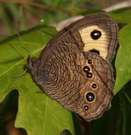 Image of Common Wood Nymph