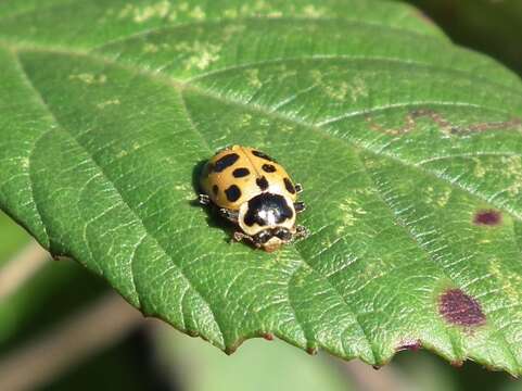 Image of 13-spot ladybird