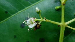 Miconia cinnamomifolia (DC.) Naud.的圖片