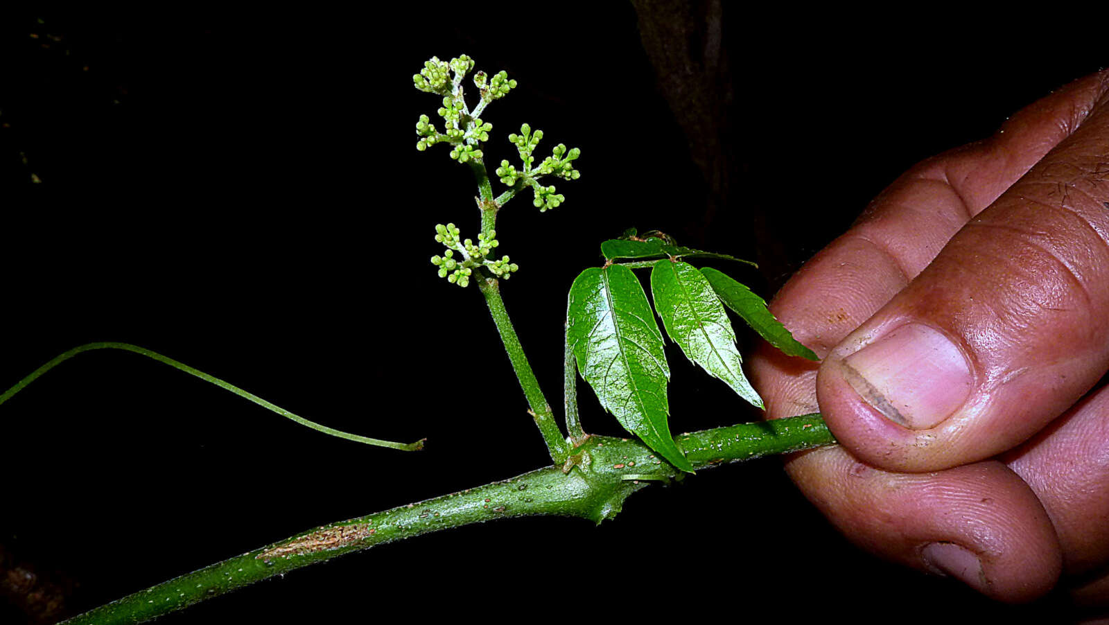 Image of Vitaceae