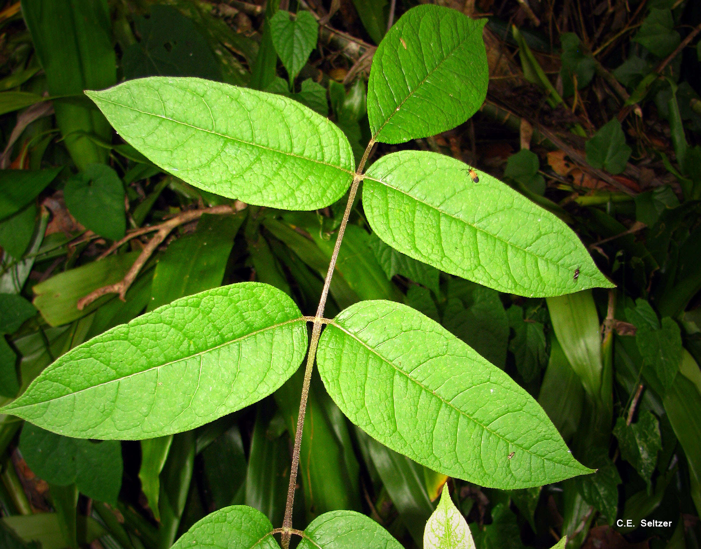 Image of Parasol tree