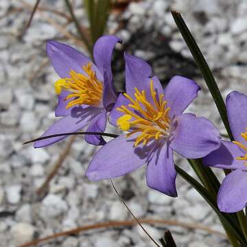 Image of Velloziaceae