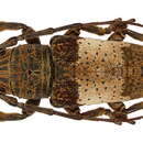 Sivun Rhytiphora pustulosa (Pascoe 1864) kuva